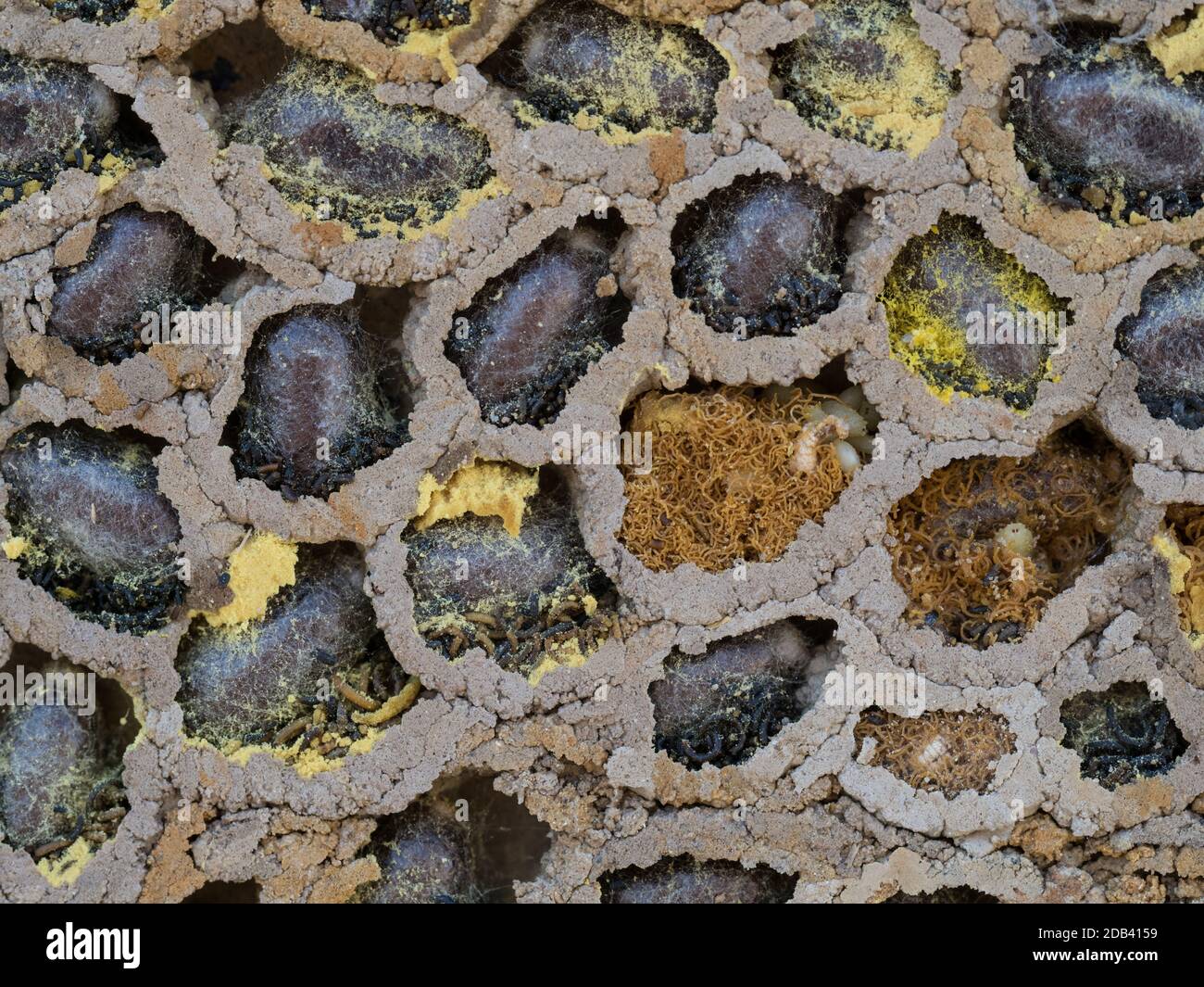 A close up macro of solitary Mason bee nest exposed revealing found cavity wall showing pupa lavae egg nectar pollen provisions mud cell compartment Stock Photo