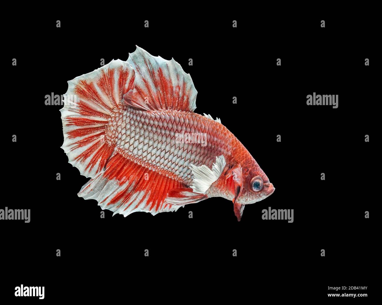 Siamese fighting fish fight Red fish, Betta splendens, Betta fish ...