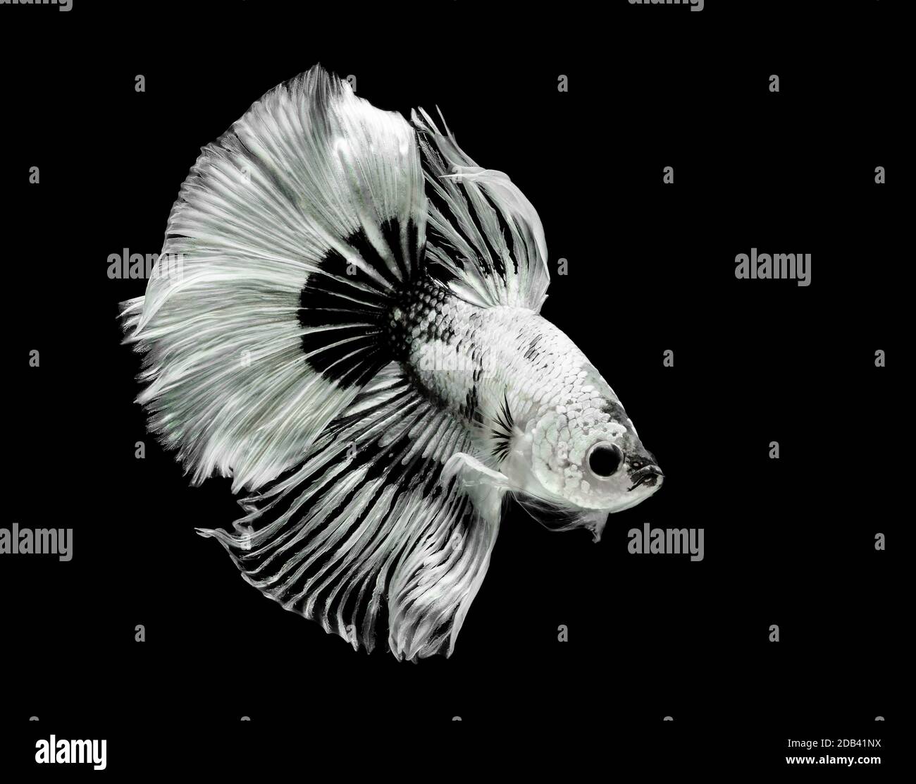 Siamese fighting fish, black backdrop, Betta splendens, Betta Fish