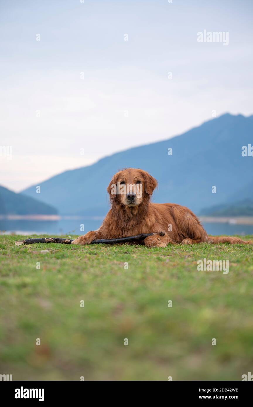 Golden Retriever lying on the grass holding a branch Stock Photo - Alamy