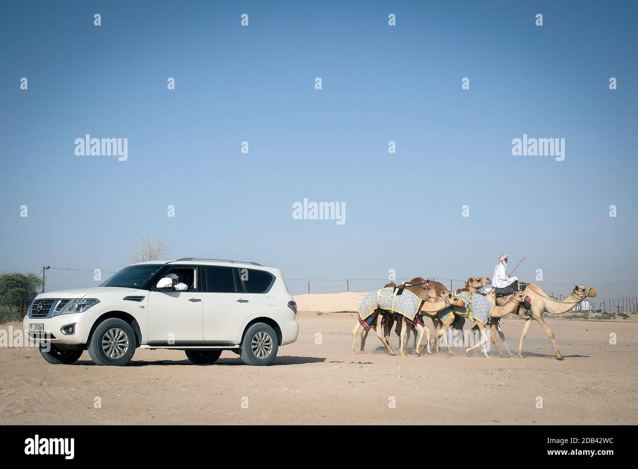 United Arab Emirates / Al Dhaid / Camel Race in Central Region of the Emirate of Sharjah in the United Arab Emirates  Seeing  animals flanked by  expe Stock Photo