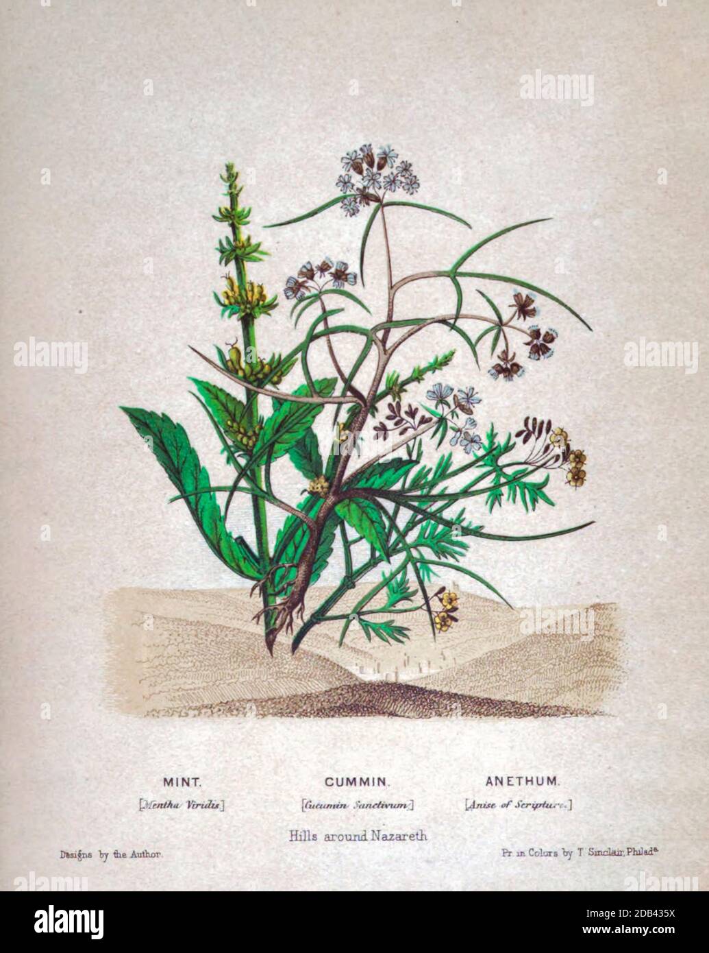 Bouquet of Mint (Mentha viridis), Cummin (Cuminum cyminum), Anethum (Anise) from Plants Of The Holy Land: With Their Fruits And Flowers, Beautifully Illustrated By Original Drawings, Colored From Nature by Rev. Osborn, H. S. (Henry Stafford), 1823-1894 Published in Philadelphia, By J.B. Lippincott & Co. in 1861 Stock Photo