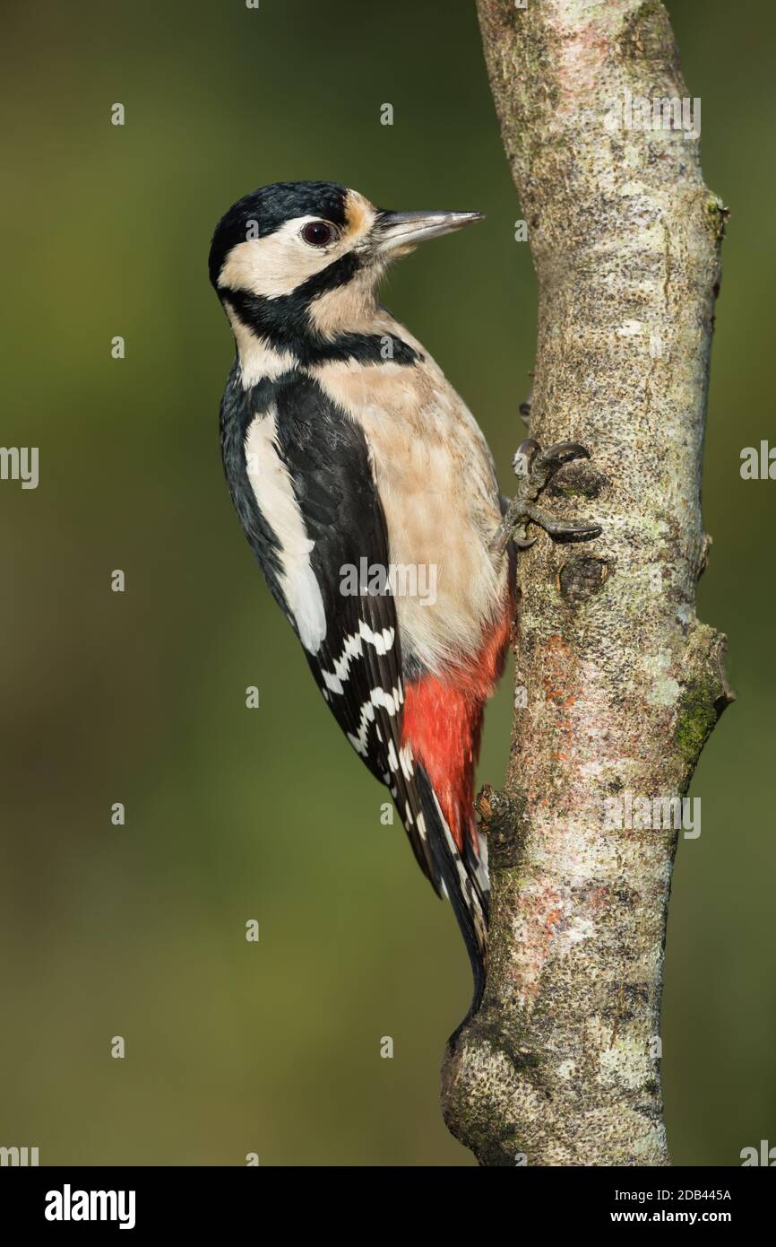 Great Spotted Woodpecker  female on a tree branch Stock Photo