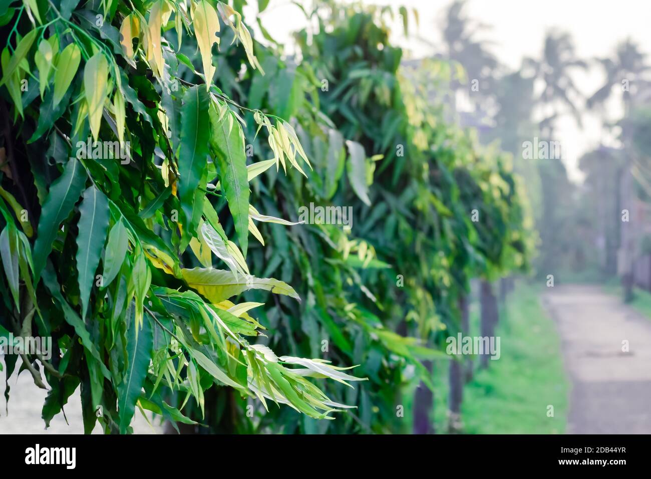 Vibrant green colour plant leaf Backgrounds with copy space room for text on right. Fresh foliage pattern Photography in summer sunset in community ga Stock Photo