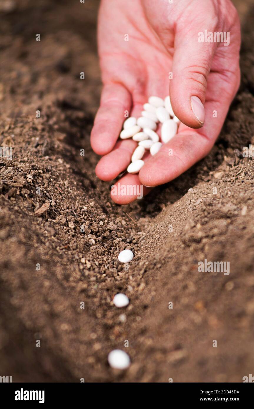 Hand planting bean seeds of marrow in the vegetable garden. Hand growing seeds of vegetable on sowing soil at garden metaphor gardening, agriculture c Stock Photo