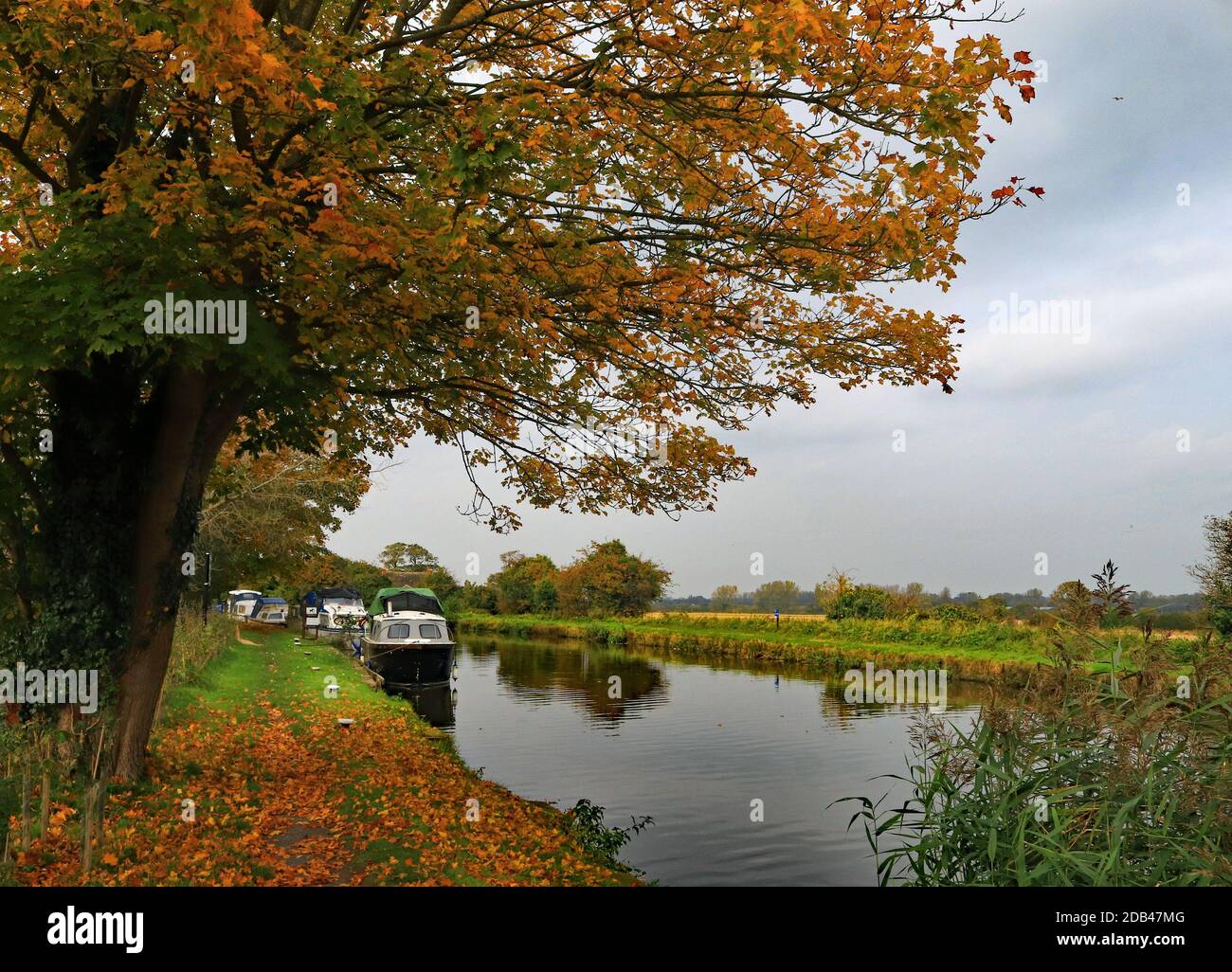 The sun catches the autumn colours and the fallen leaves along the New Lane Moorings on the Leeds and Liverpool canal near Burscough. Stock Photo