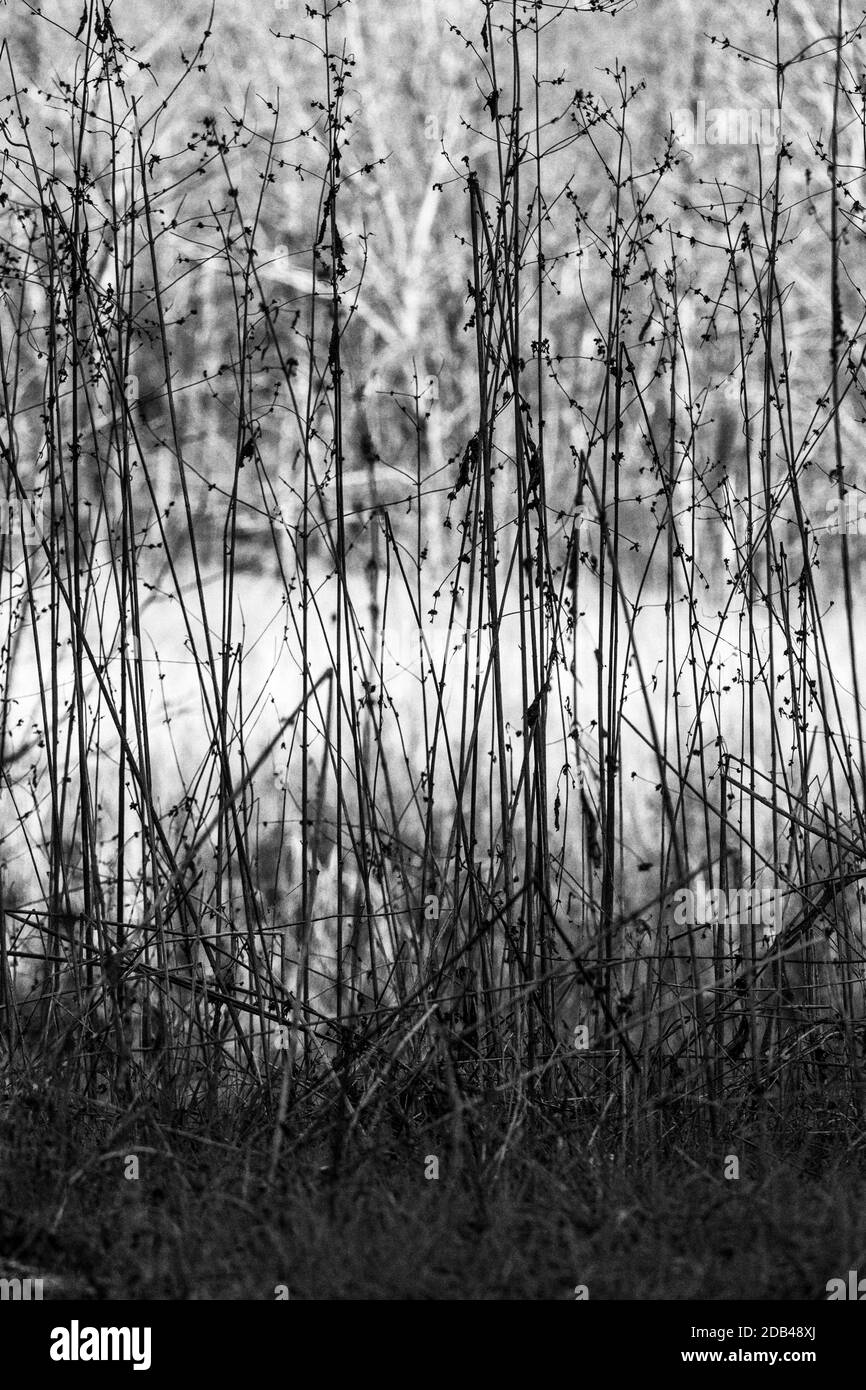 The setting sun lights up a field, seen through winter grasses. Stock Photo