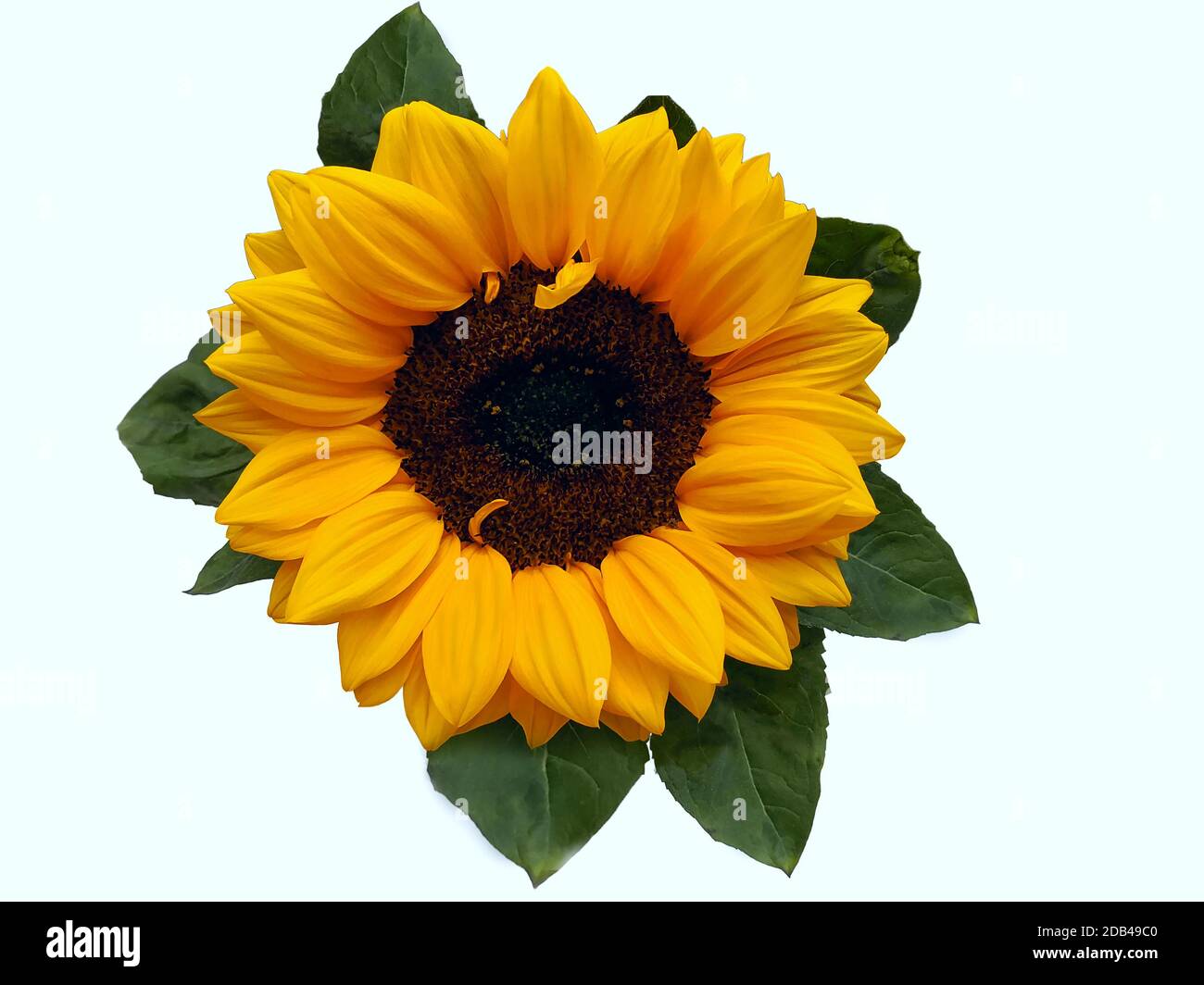 Beautiful sunflower flower isolated on white background Stock Photo - Alamy