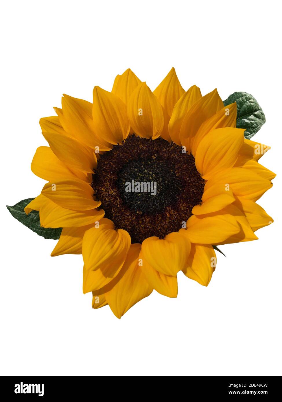 Beautiful sunflower flower isolated on white background Stock Photo - Alamy