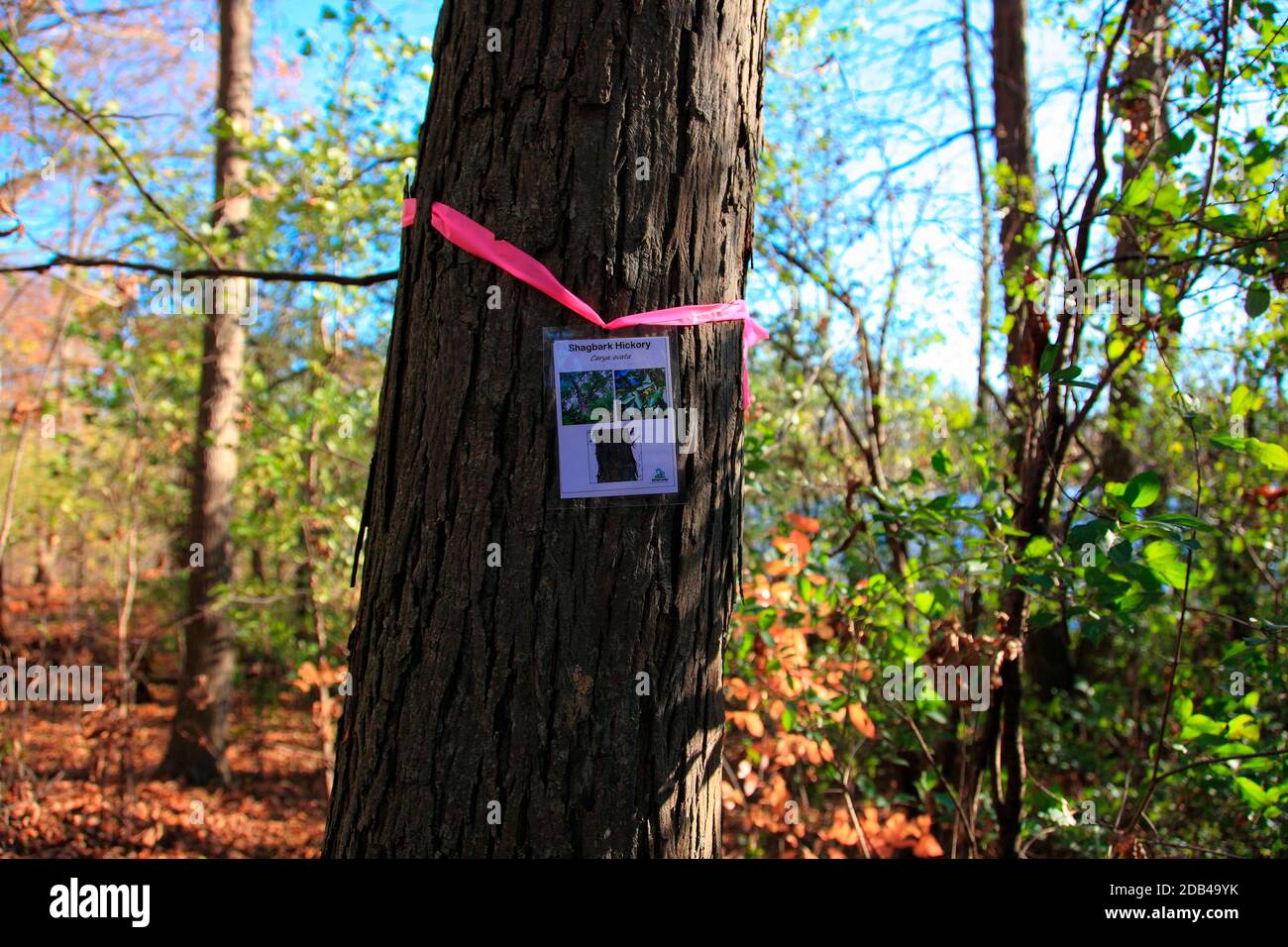 shagbark hickory tree Stock Photo