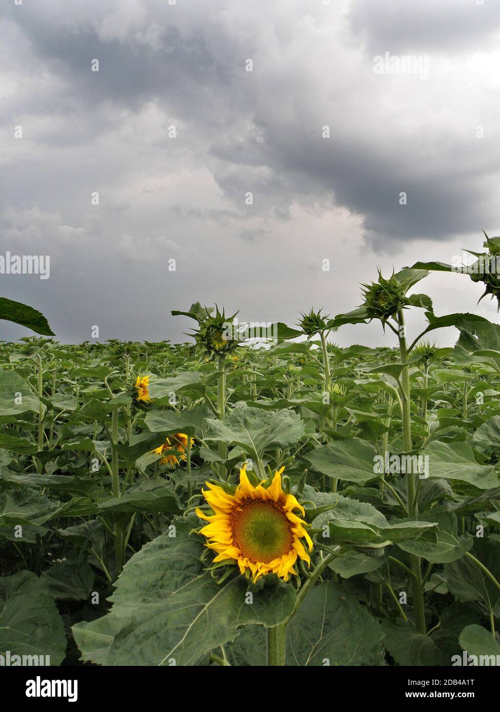 Ein Sonnenblumenfeld mit Schlechtwetterfront im Salzkammergut - Die Sonnenblume ist eine bis zu 2 Meter tief wurzelnde einjährige kultivierte Pflanze. Stock Photo