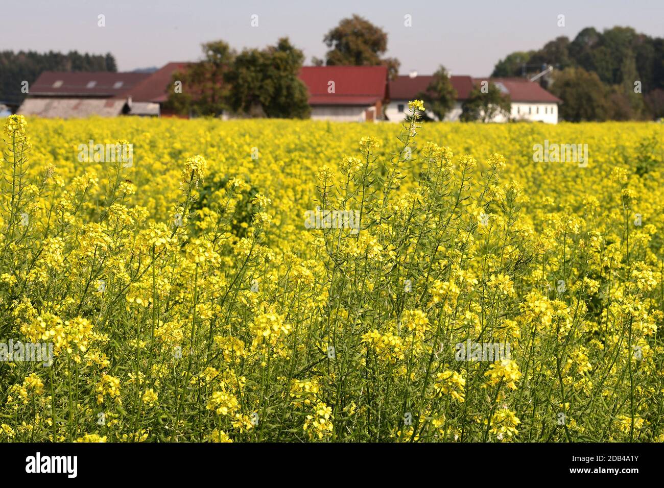 Ein Feld mit blühenden Senfpflanzen im Herbst im Salzkammergut - Senf ist ein scharfes Gewürz, das aus den Samenkörnern des Weißen, Braunen und des Sc Stock Photo