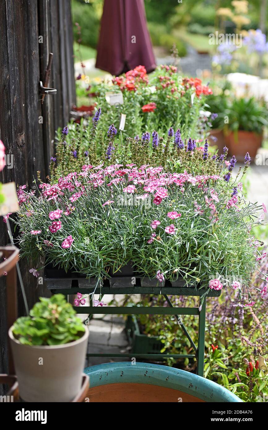 Ein wunderschöner Garten mit verschiedenen Blumenarten in