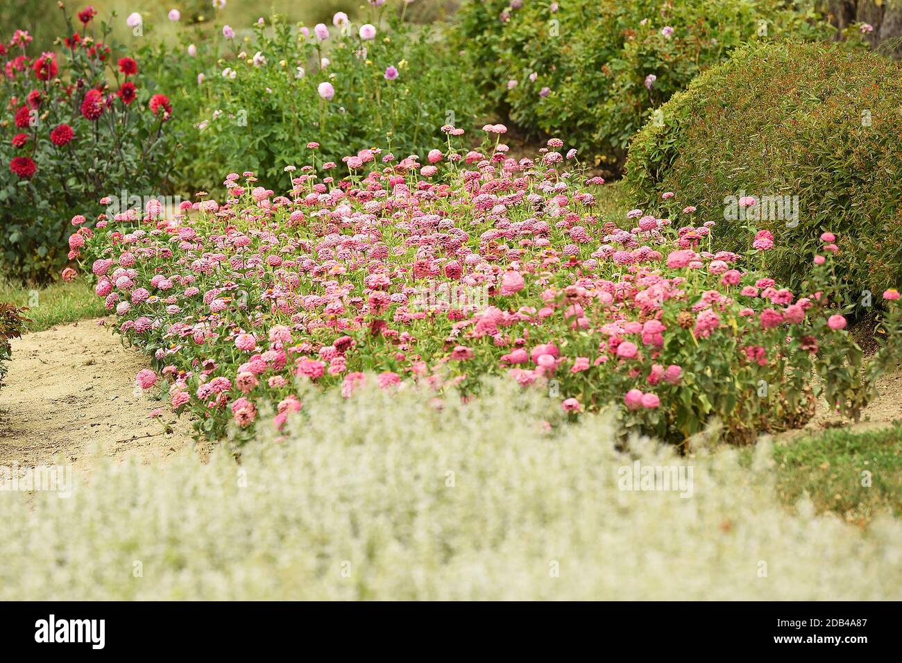 Ein wunderschöner Garten mit verschiedenen Blumenarten in
