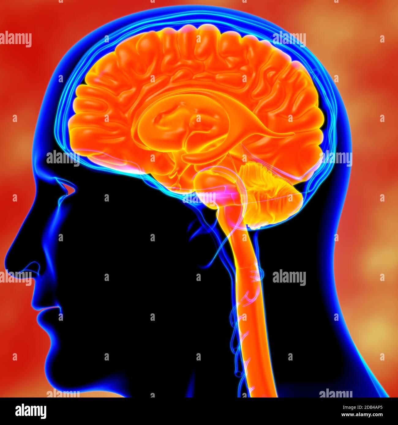 Human Brain Anatomy For Medical Concept 3D Illustration Stock Photo - Alamy