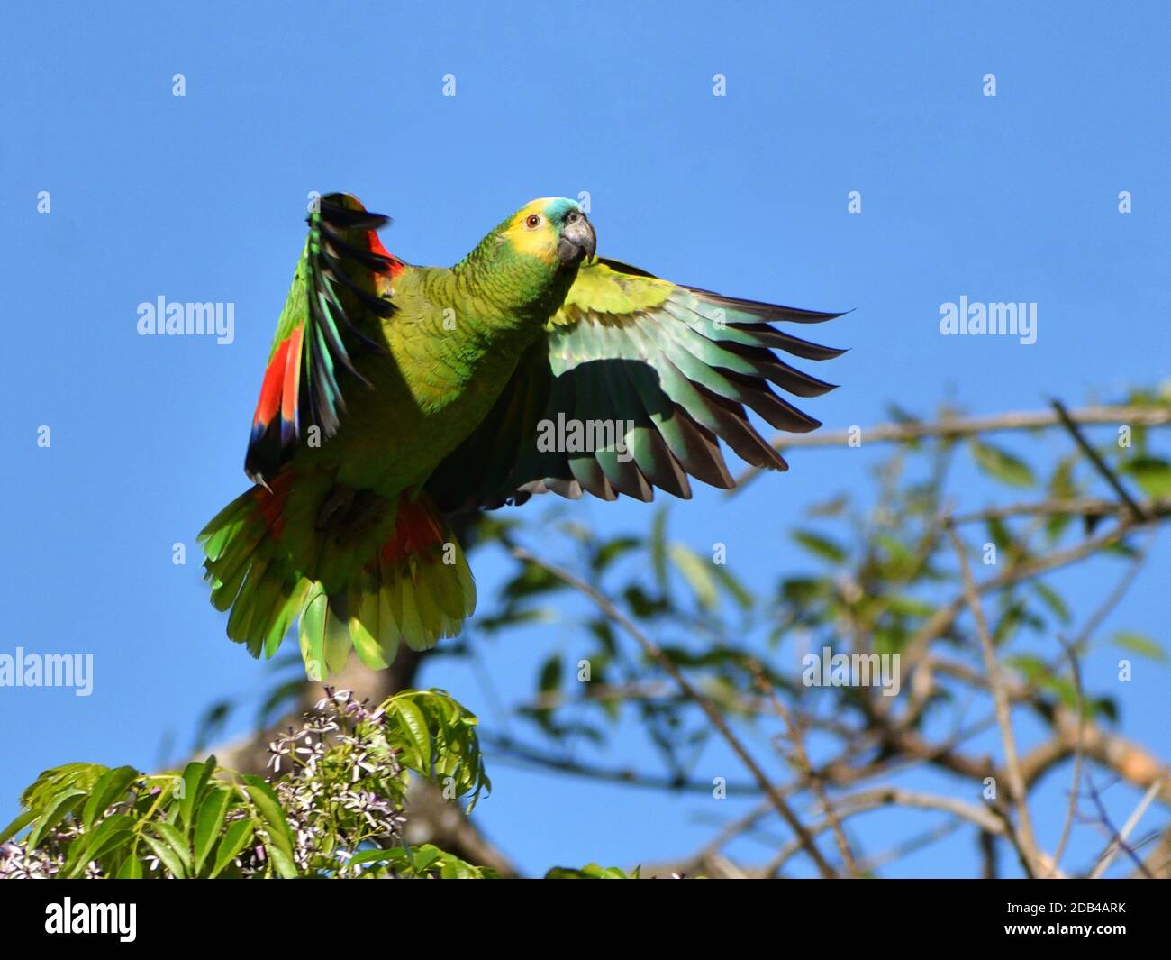 Amazon parrot flying hi-res stock photography and images - Alamy