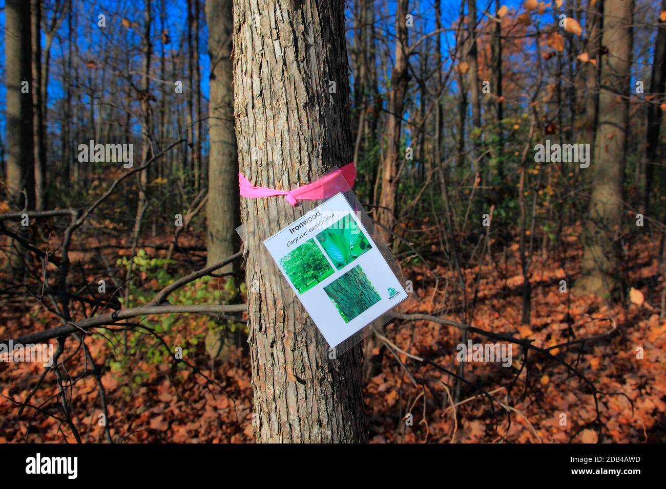 ironwood tree Stock Photo