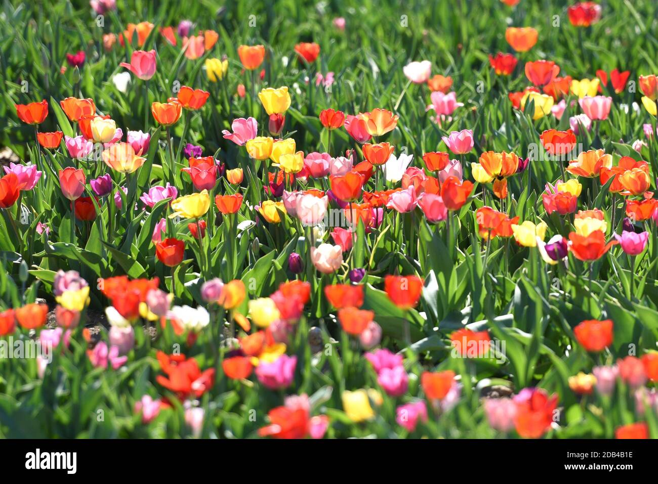 Die Tulpen sind eine Pflanzengattung in der Familie der Liliengewächse. Sie blühen im Frühjahr. - The tulips are a genus of plants in the lily family. Stock Photo