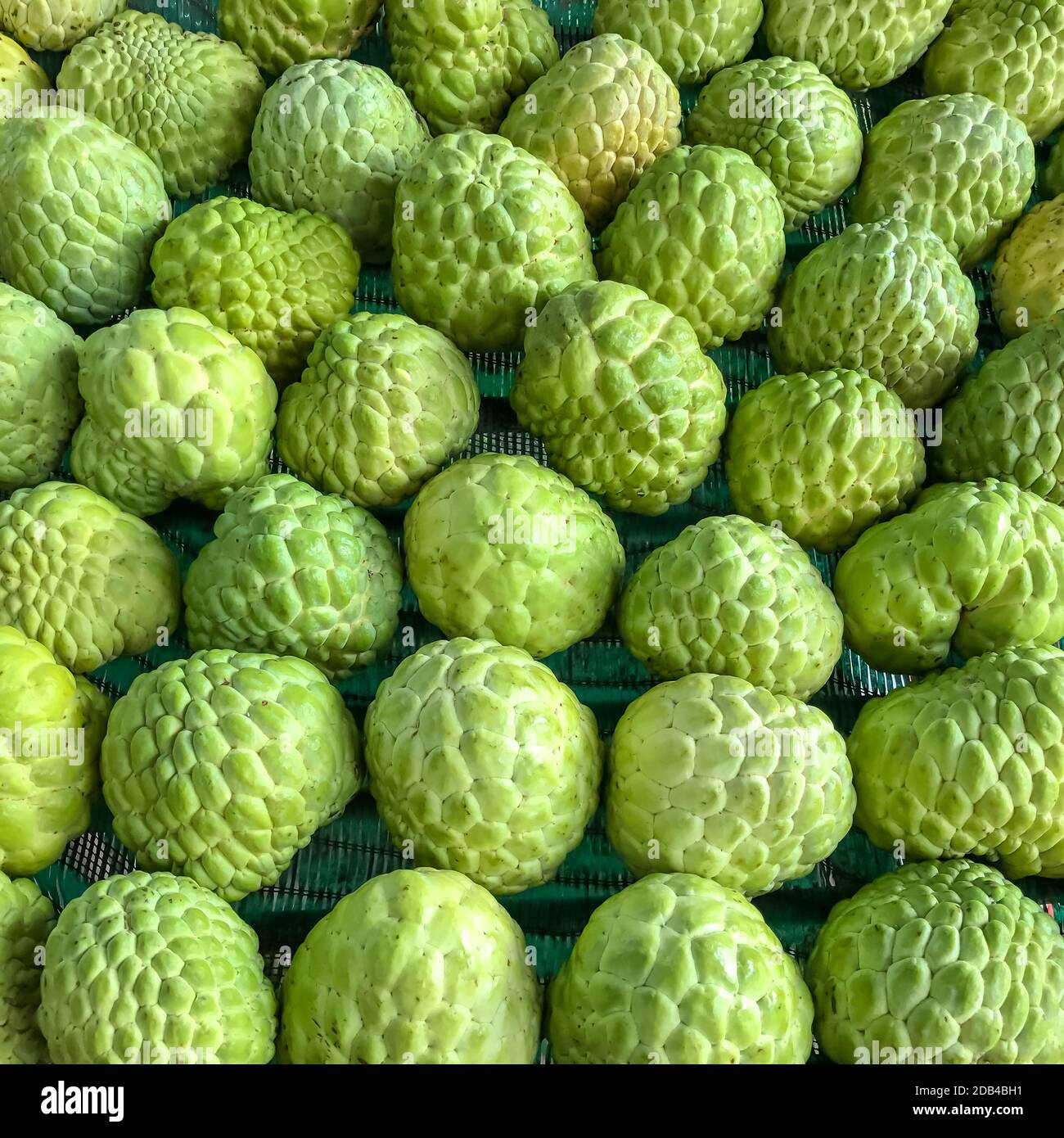Custard apple seed hires stock photography and images Alamy