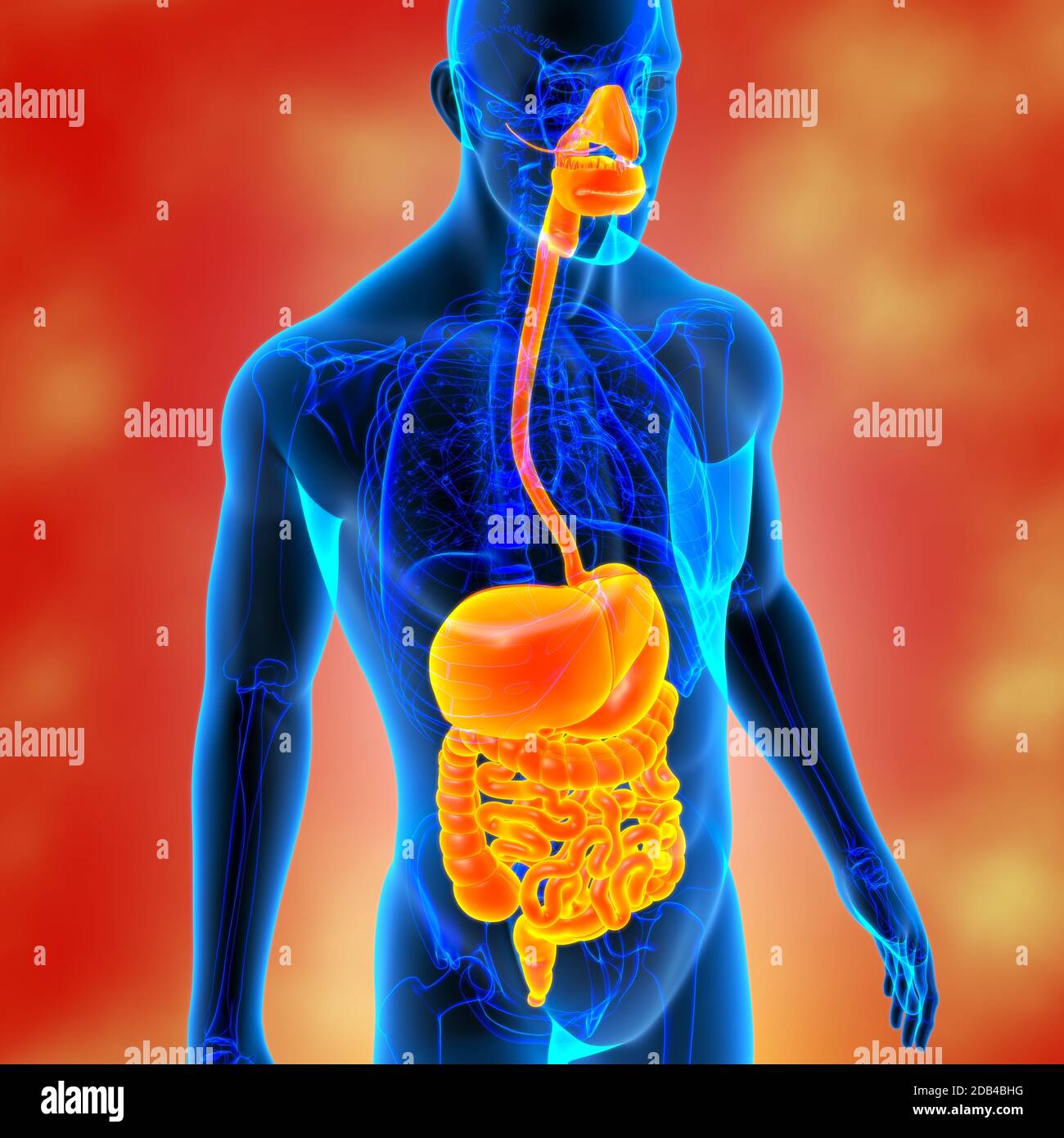 digestive system 3d model