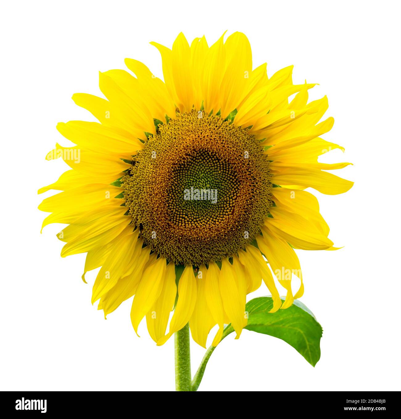 Sunflower isolated on white background with clipping path Stock Photo
