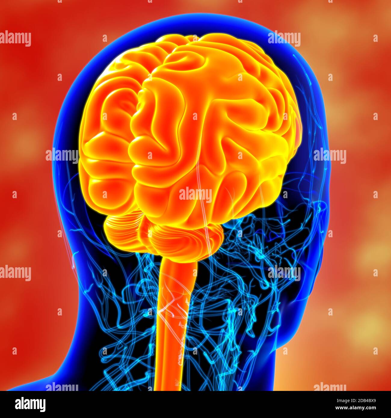 Human Brain Anatomy For Medical Concept 3D Illustration Stock Photo - Alamy