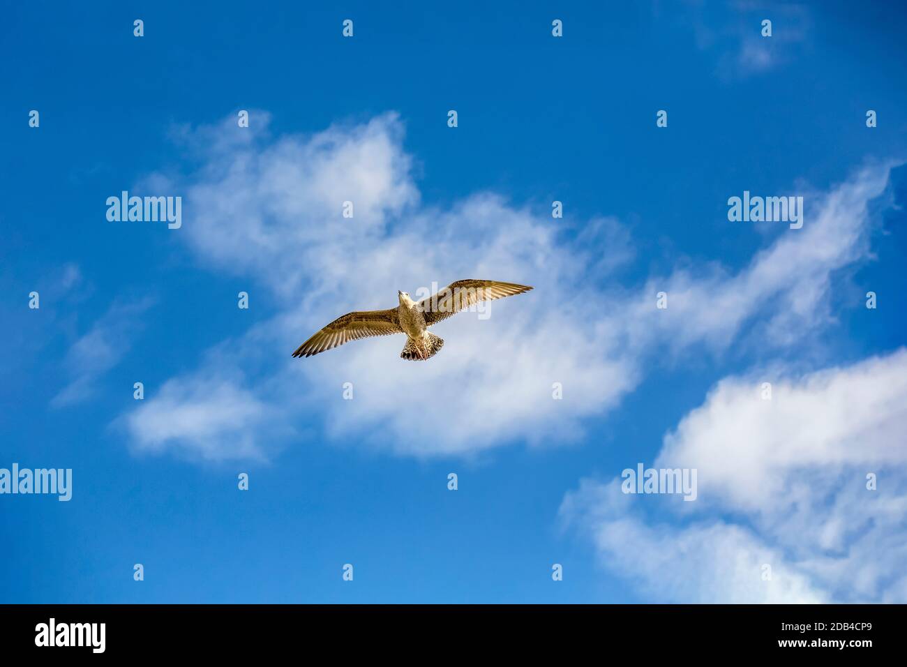 seagull across blue sky with some white clouds Stock Photo - Alamy
