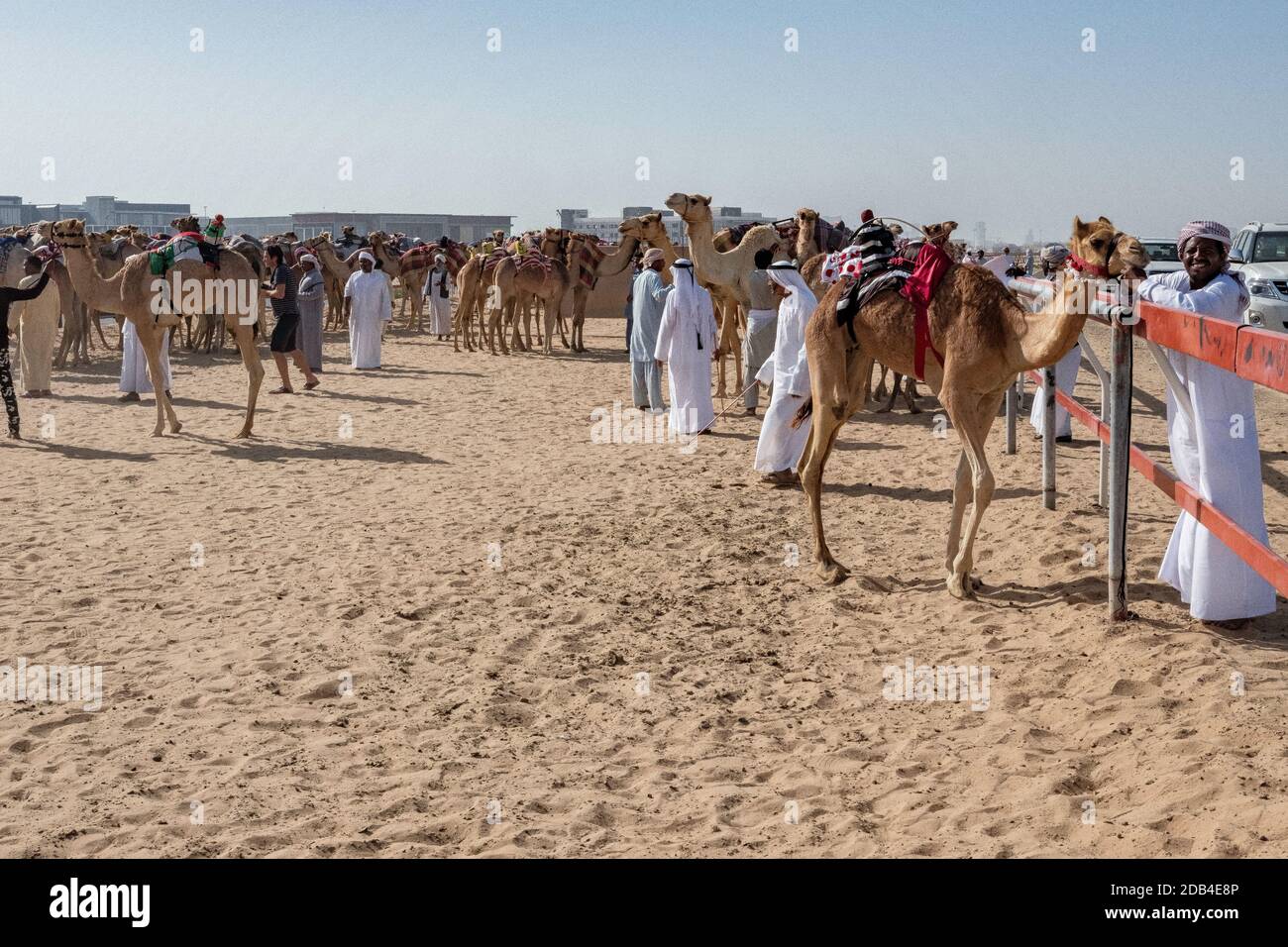 United Arab Emirates / Al Dhaid / Camel trainers with their camels at the camel racing track. Stock Photo