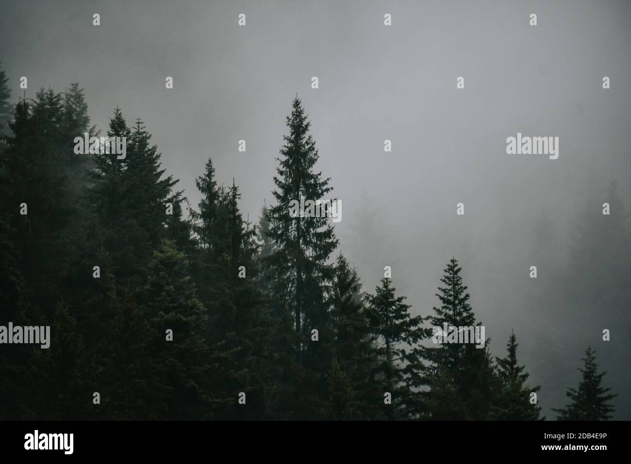 Beautiful shot forest in fog hi-res stock photography and images - Alamy