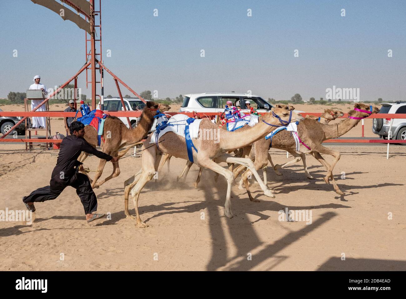 United Arab Emirates / Al Dhaid / Camel Race Track  in Central Region of the Emirate of Sharjah in the United Arab Emirates. As the races get underway Stock Photo