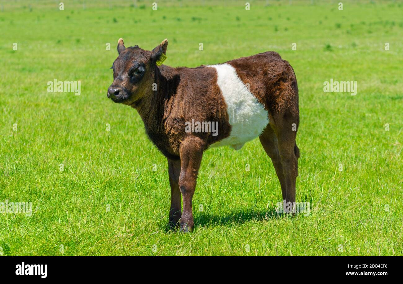 Cow with baby hires stock photography and images Alamy