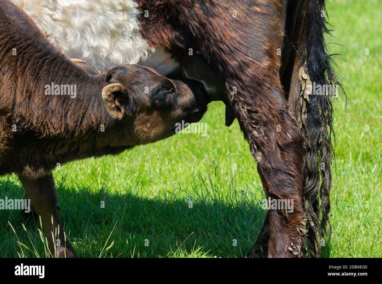 Baby cow hires stock photography and images Alamy