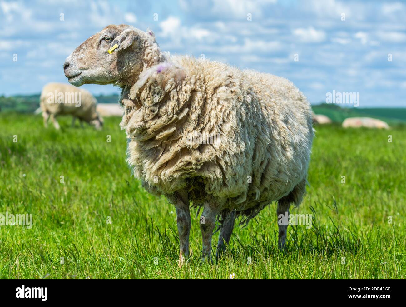 A very woolly white sheep (Ovis Aries) standing in a field on the South Downs in West Sussex, England, UK. Stock Photo