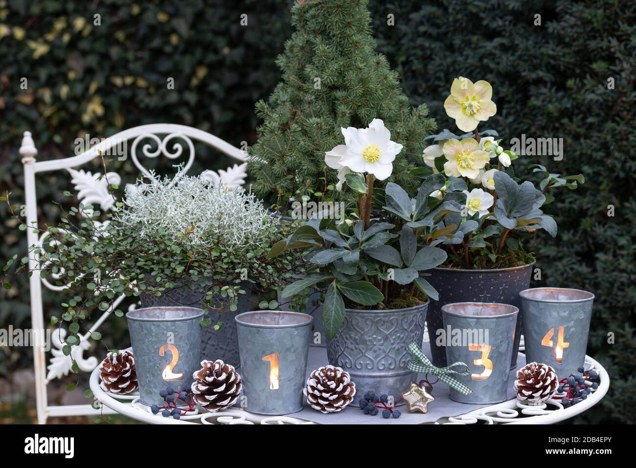 christmas decoration with helleborus niger in zinc pots and advent candles Stock Photo