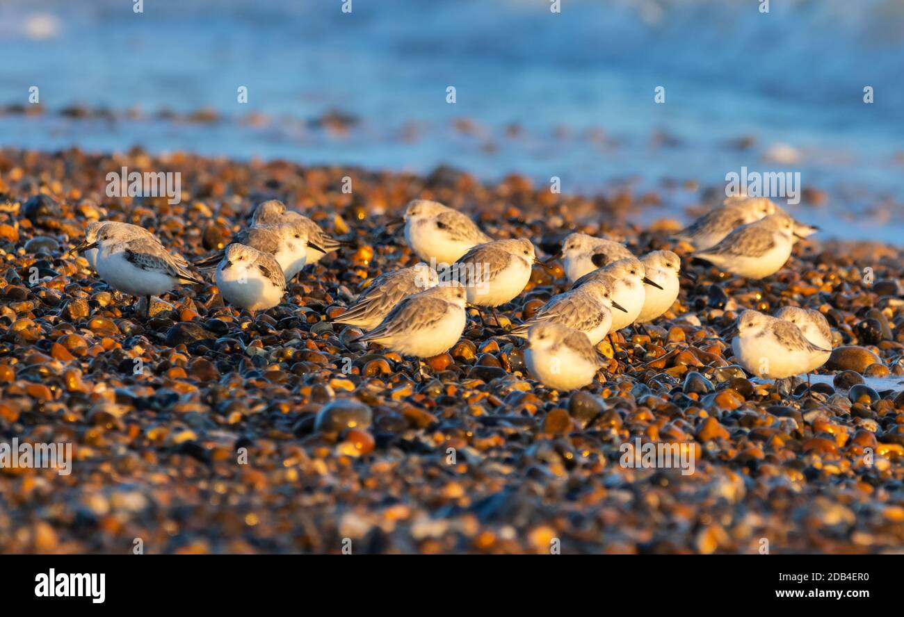 Sanderling birds (Calidris alba) on a shingle beach in Autumn in West Sussex, England, UK. Stock Photo