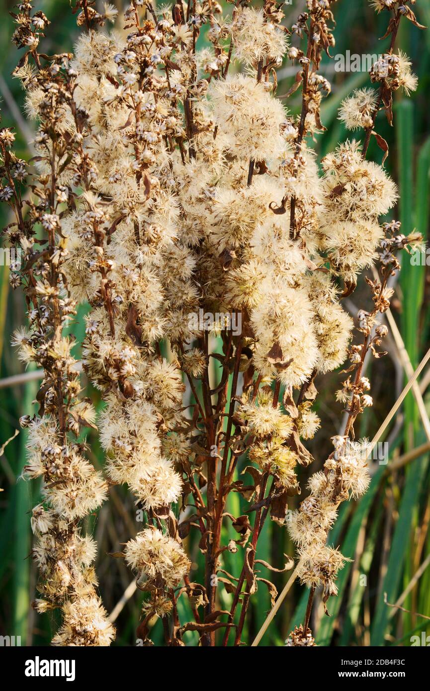 European goldenrod, Solidago virgaurea seed heads. Closeup of withered goldenrod on meadow during autumn. Swietokrzyskie province, Poland. Stock Photo