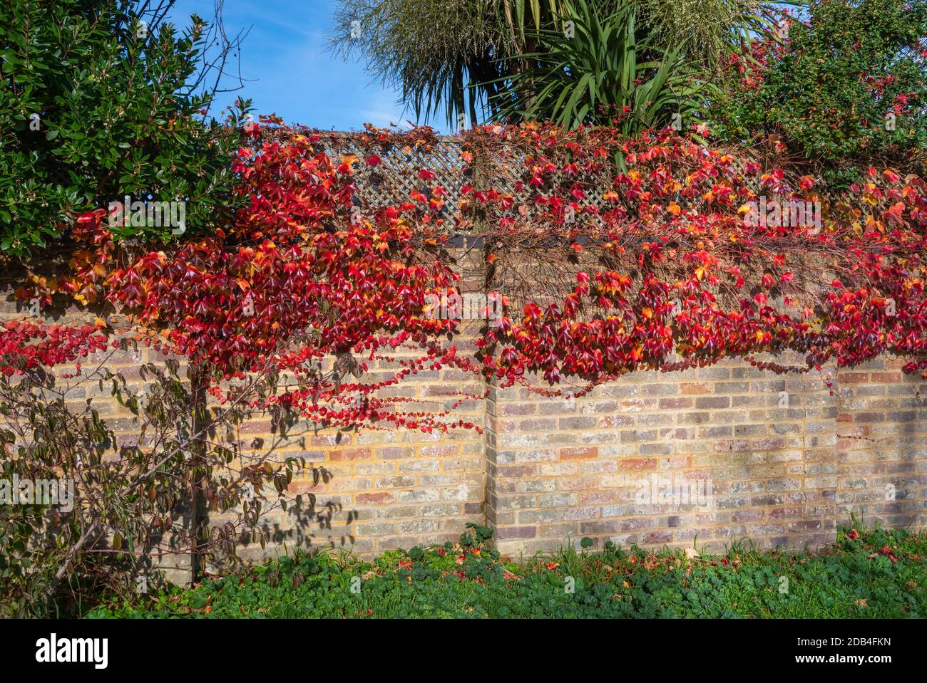 Autumn Foliage leaves of Japanese Creeper (Parthenocissus tricuspidata), AKA Boston Ivy, Grape Ivy & Japanese Ivy, growing on a wall in Autumn in UK. Stock Photo