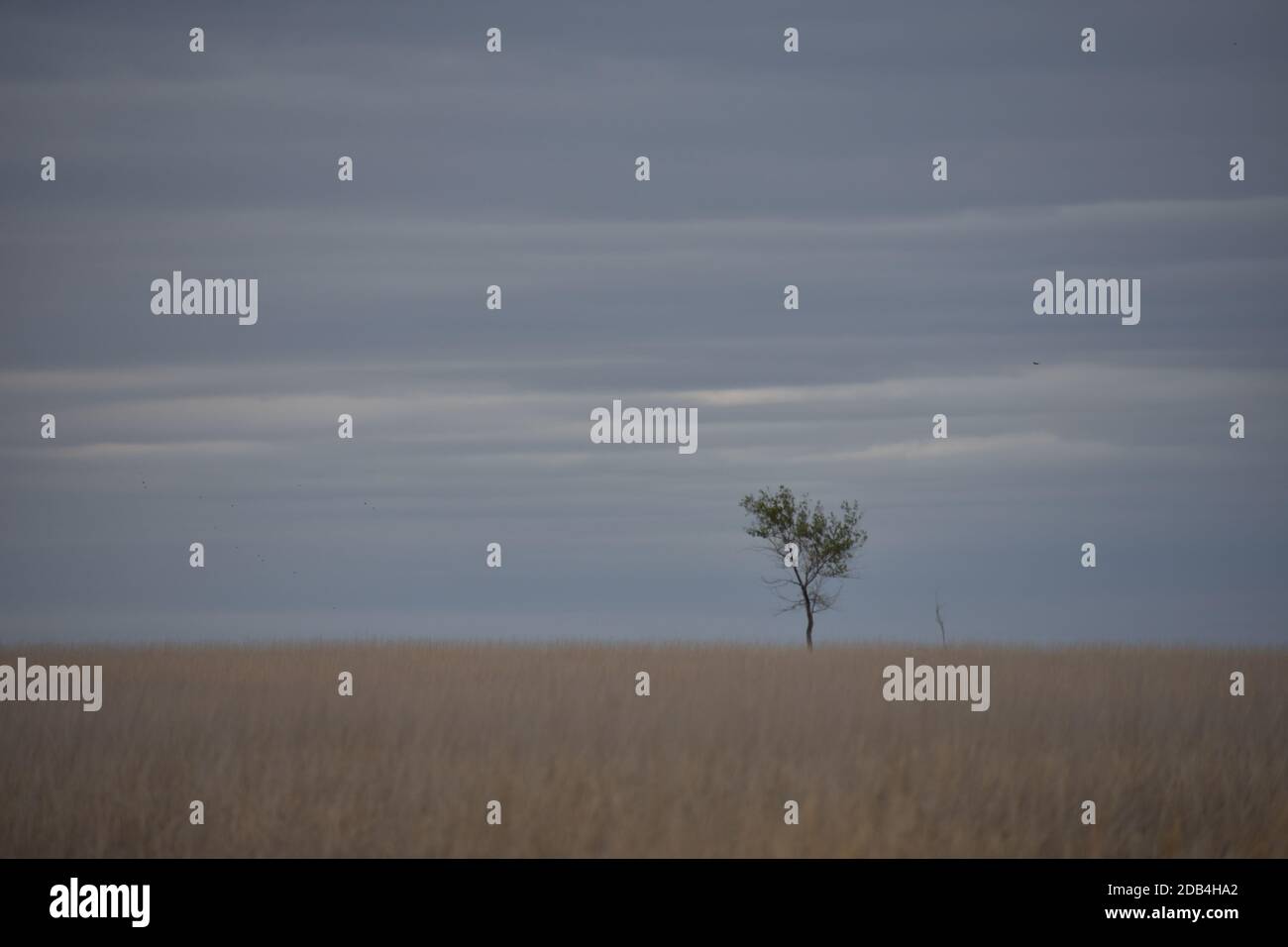 Lone Tree in the middle of a field Stock Photo