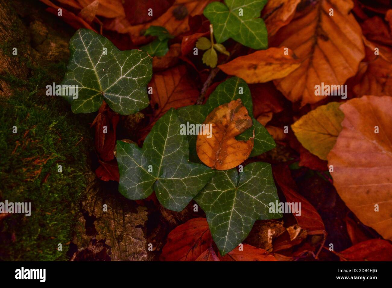 A closeup shot of autumn leaves in the forest Stock Photo - Alamy