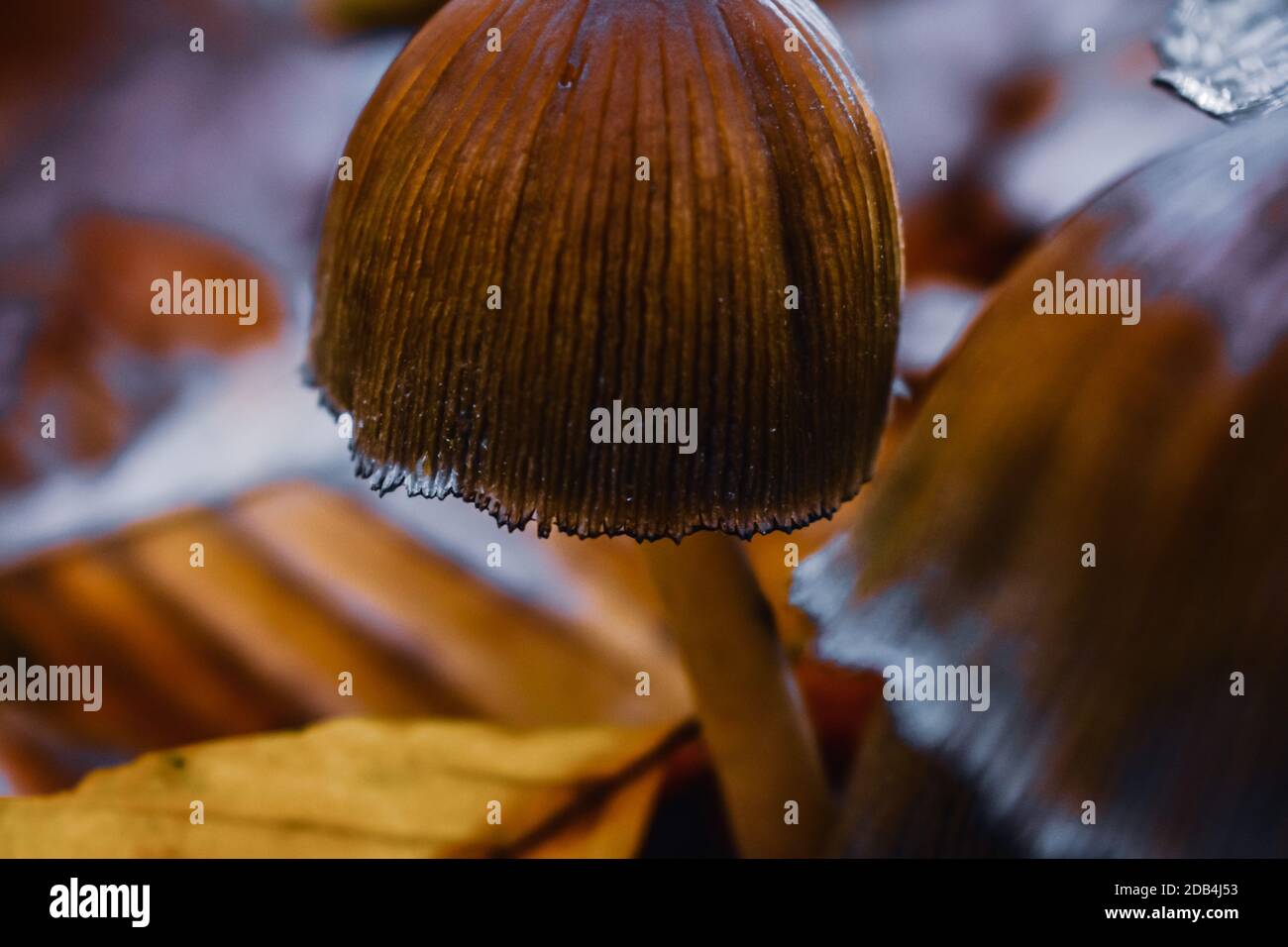 A closeup shot of wild mushrooms in the forest Stock Photo - Alamy
