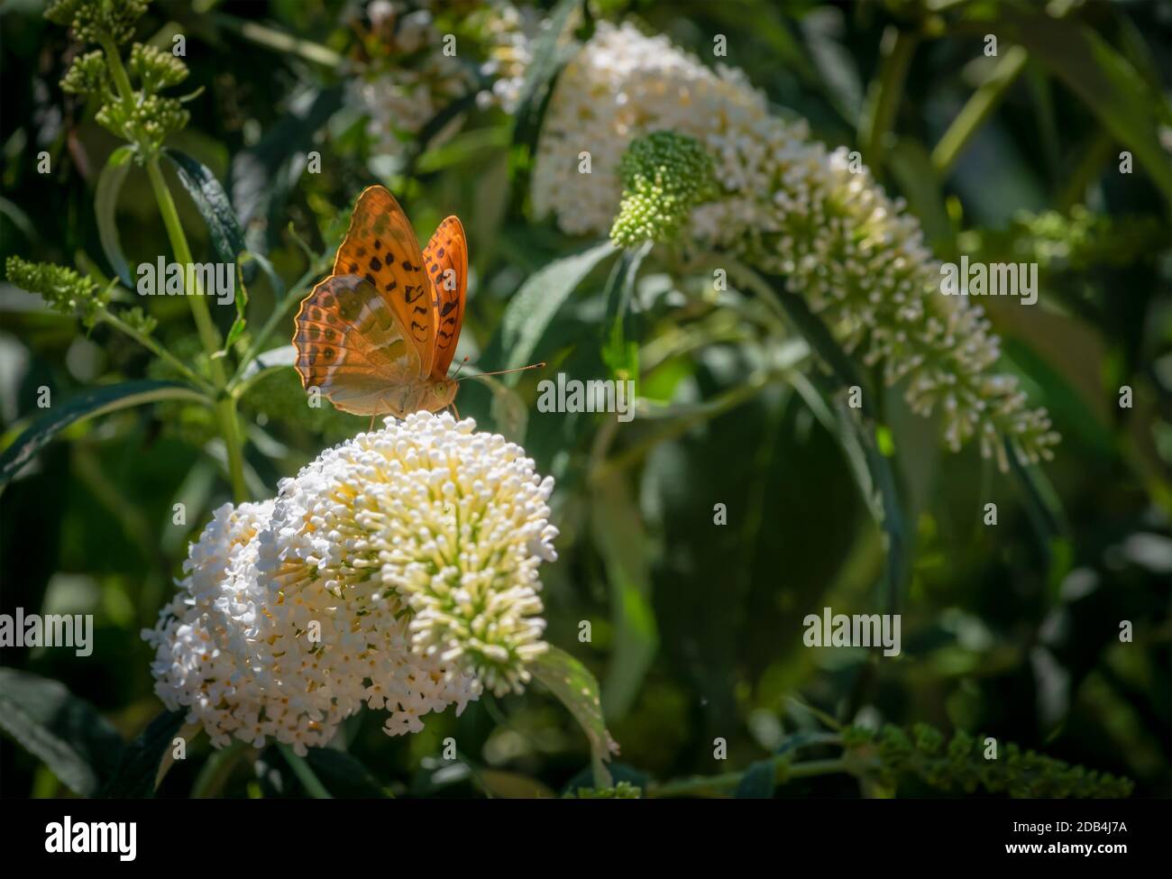 macro of a single  silver-washed fritillary butterfly sitting on a white lilac blossom, sunny blurred natural green background, bright summer day Stock Photo