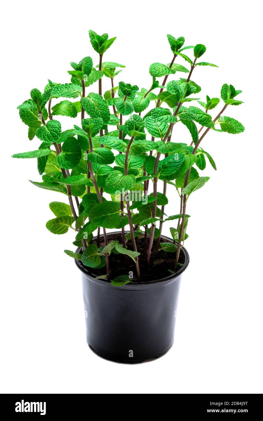 Fresh mint plant in the pot isolated on white background Stock Photo ...