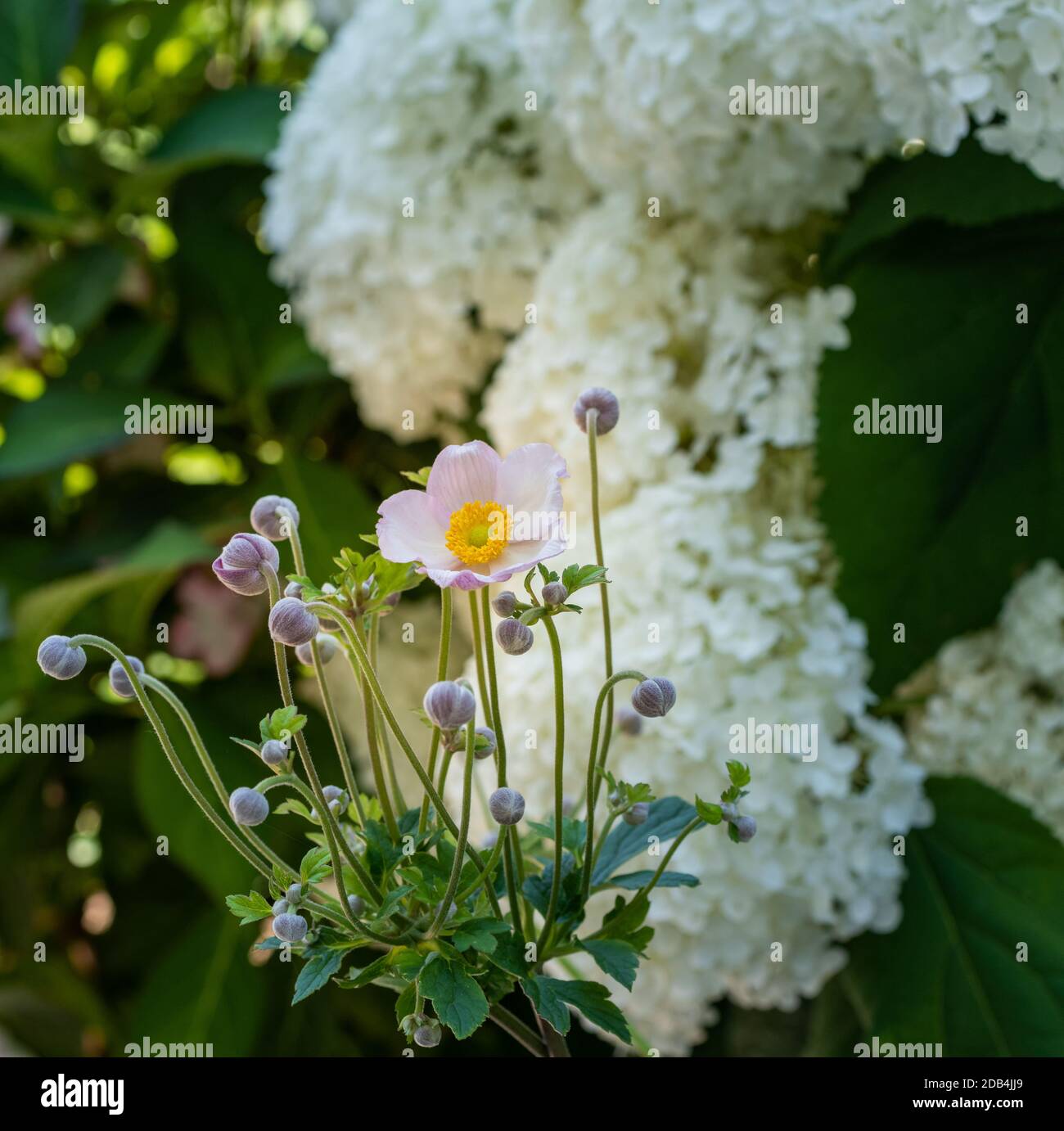 pink autumn anemone with buds in front of a white lush round hortensia on a natural blurred background Stock Photo