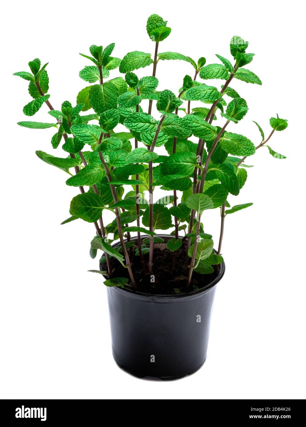 Fresh mint plant in the pot isolated on white background Stock Photo ...