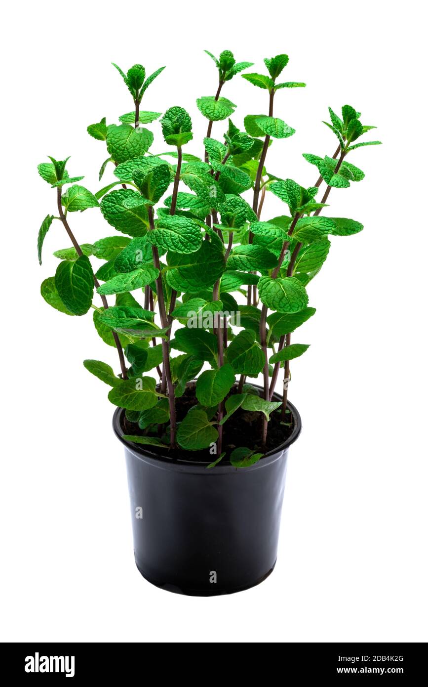 Fresh mint plant in the pot isolated on white background Stock Photo Alamy
