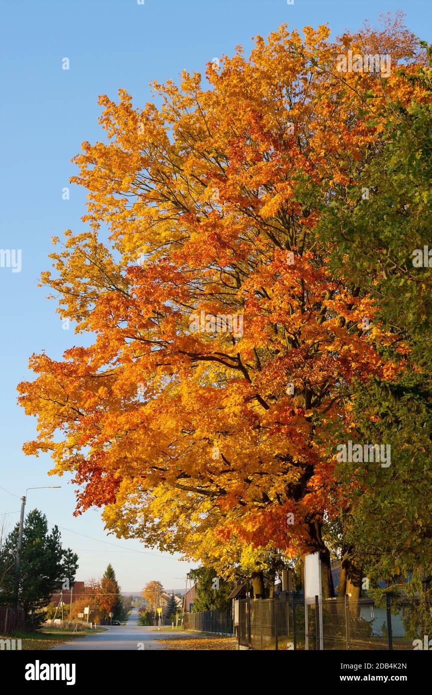 Maple tree in autumn colors growing near the street. Swietokrzyskie province, Poland. Stock Photo