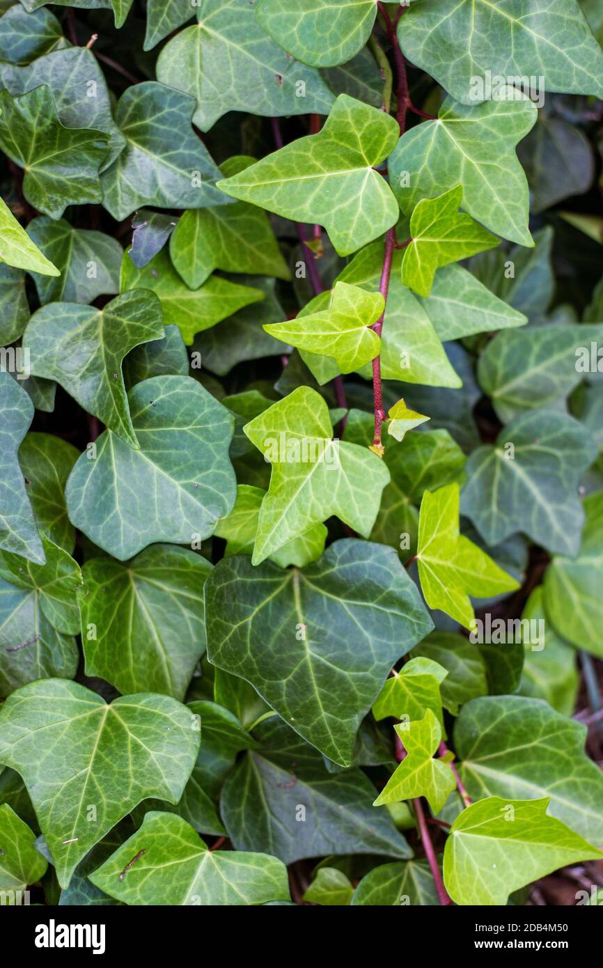 Close up view of a wall of green ivy climbing in garden. Stock Photo