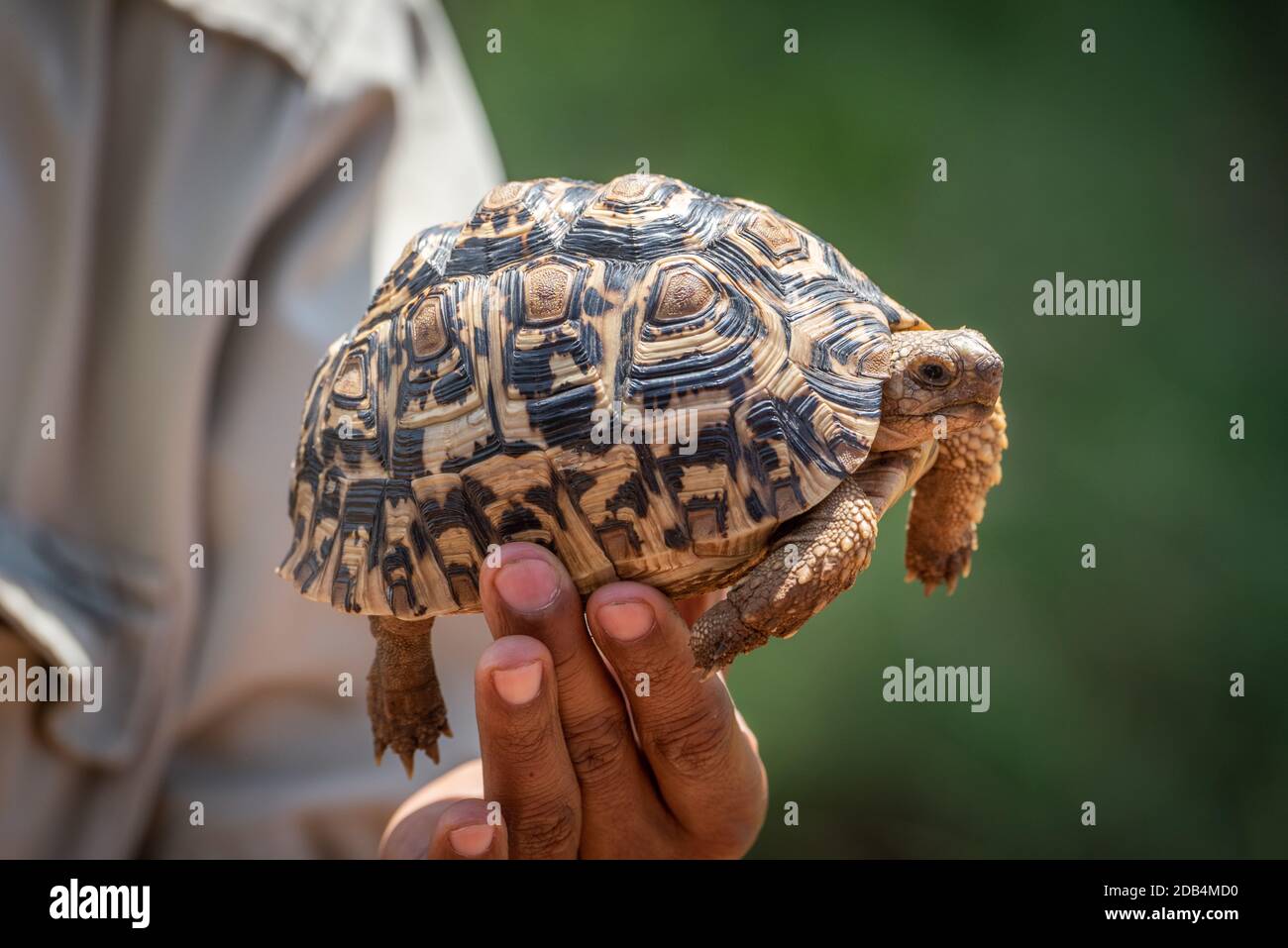 Man holds leopard tortoise up in sunshine Stock Photo