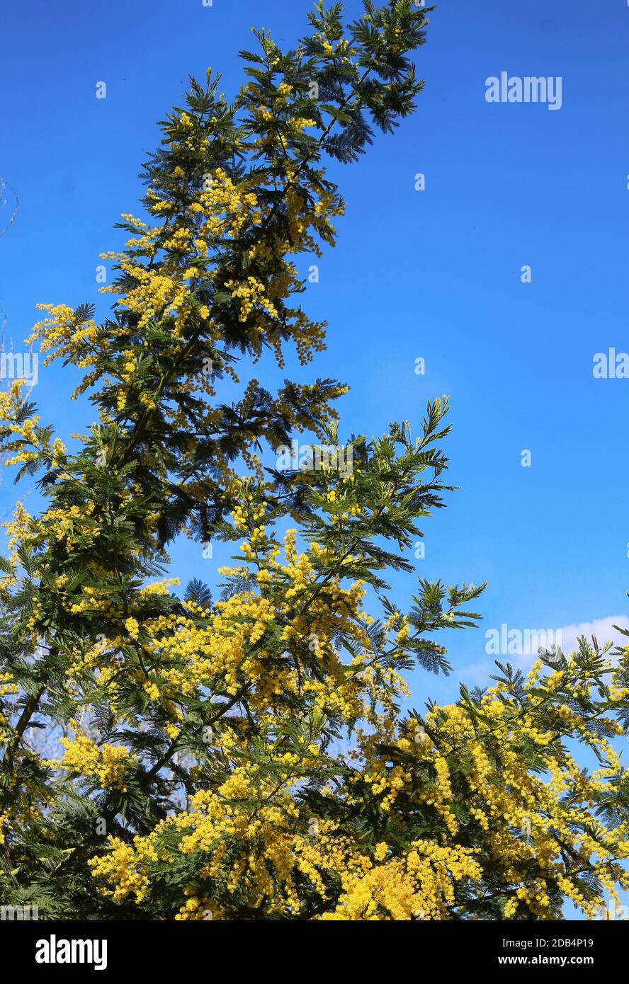 Acacia dealbata mimosa hires stock photography and images Alamy