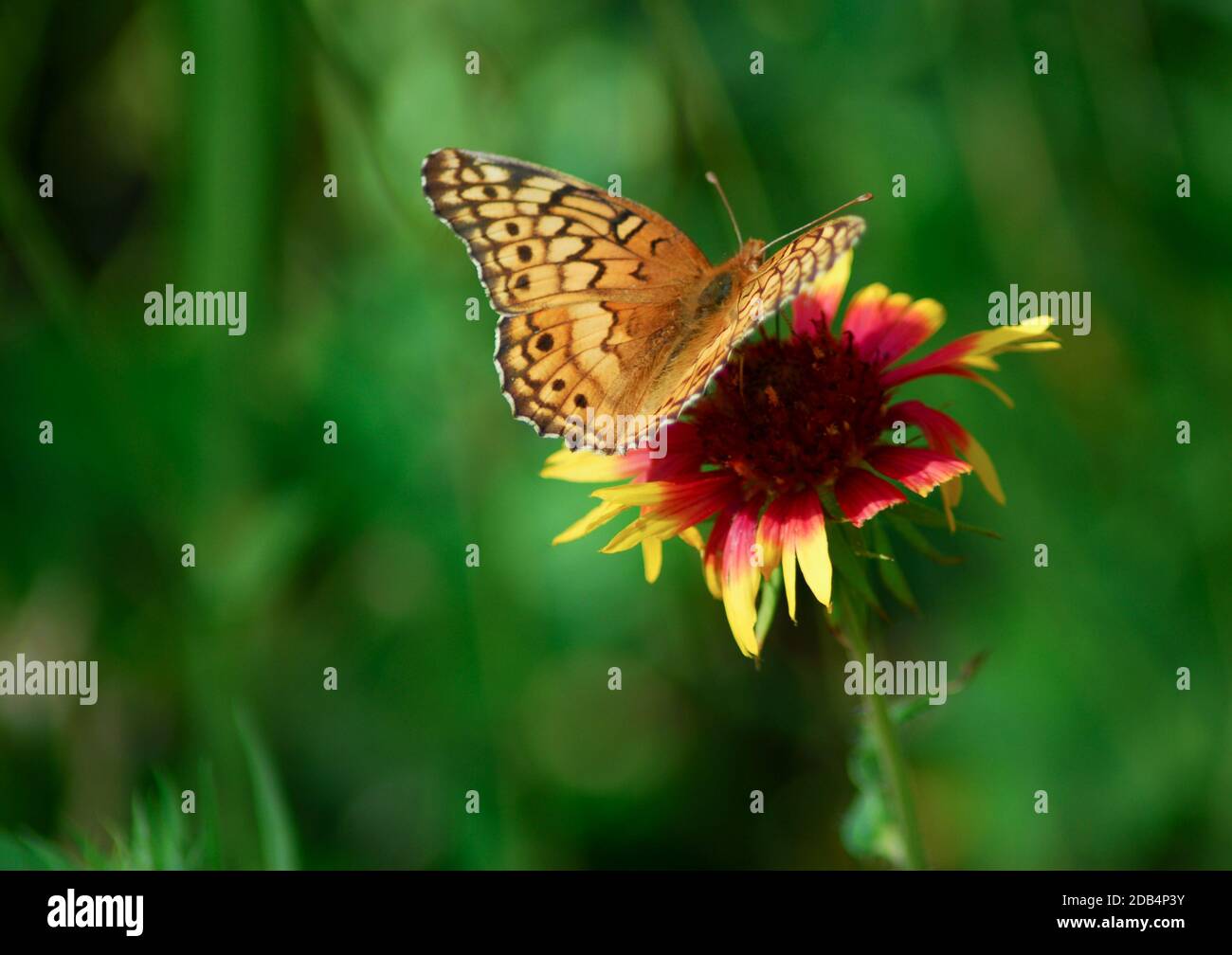 Beautiful, peaceful butterfly on flower. Stock Photo